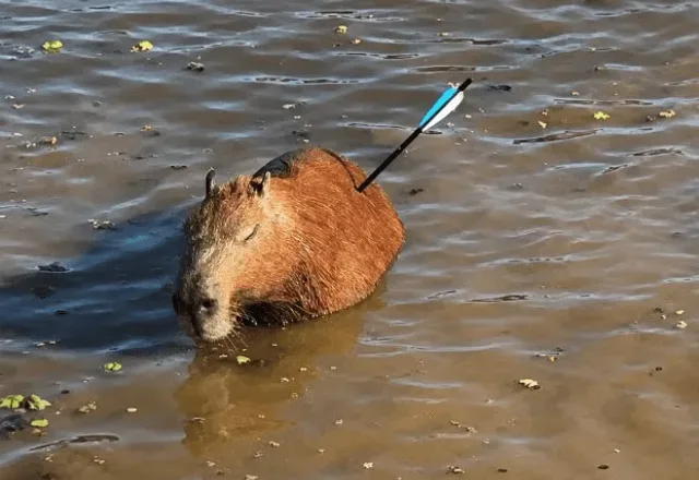 Capivara atingida por flecha morre após resgate em SP. | Divulgação/GCM de SP