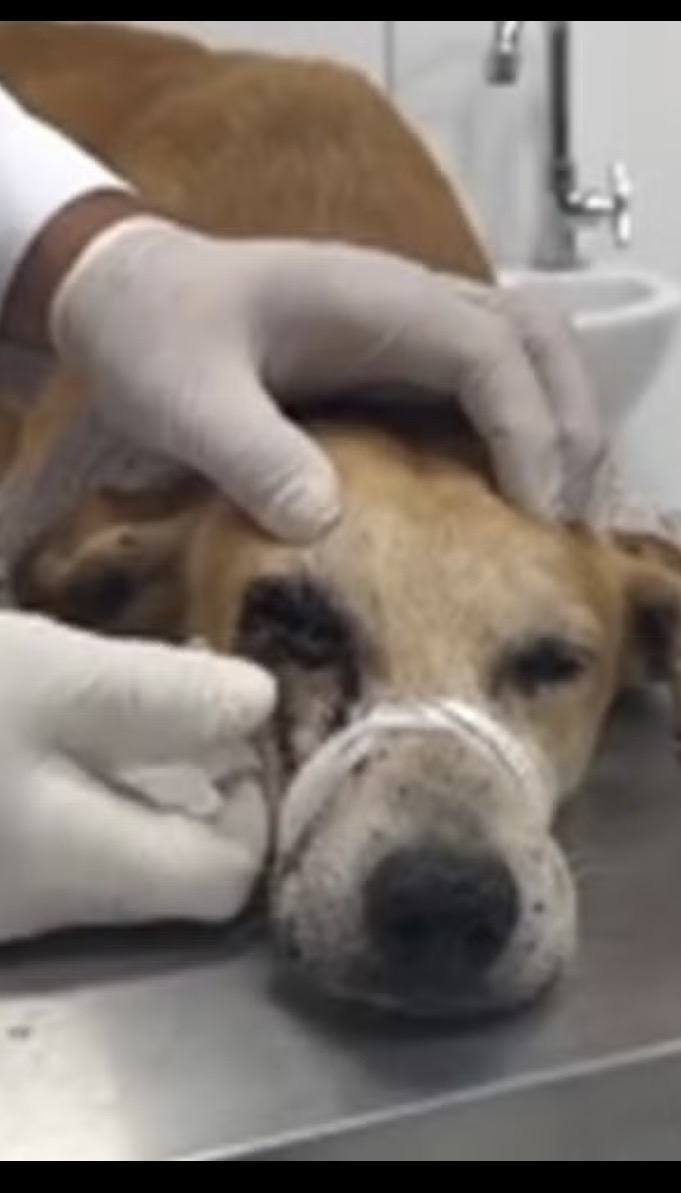 Crueldade contra animal é investigada em Alagoas. Um cachorro perdeu um dos olhos após ser atingido por um disparo de arma de pressão em União dos Palmares.