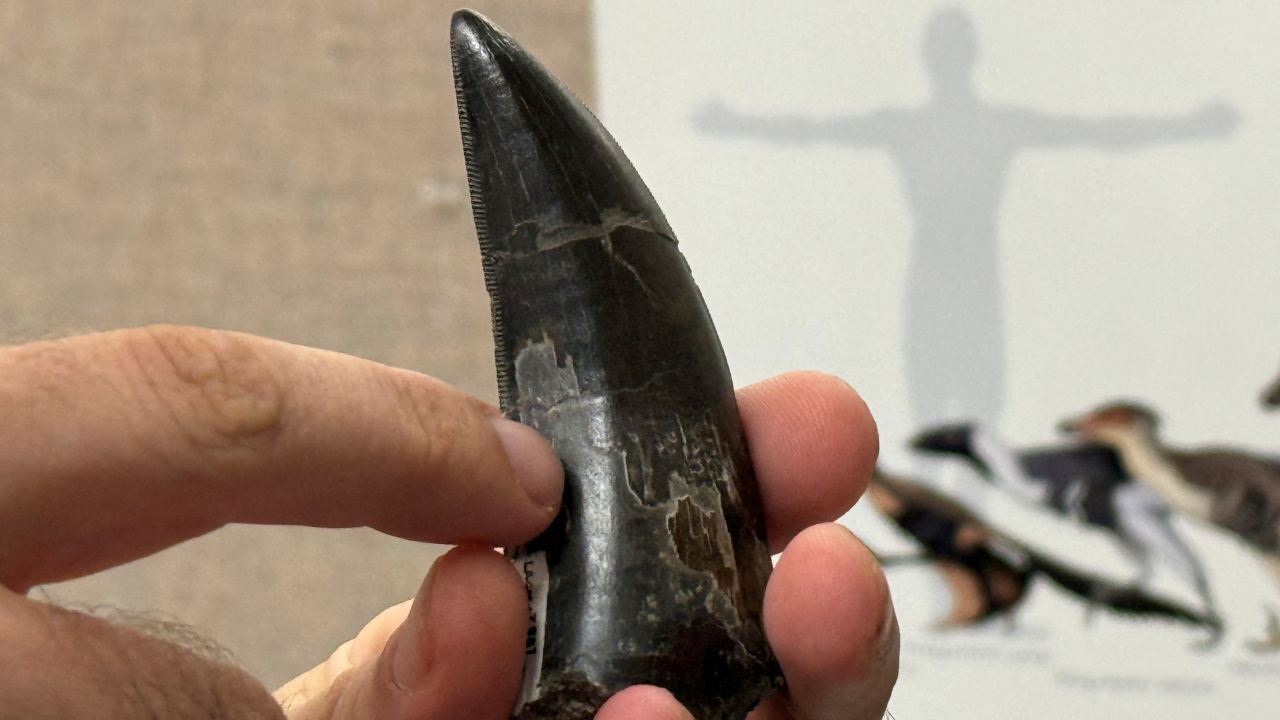 Análise de dentes fossilizados indica que o Tiranossauro rex mantinha temperatura corporal média de 36,3°C, próxima à dos humanos, e podia ser mais ativo do que se imaginava.