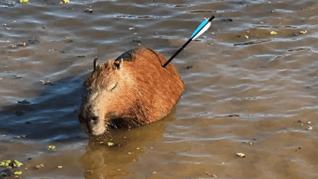 Capivara atingida por flecha morre após resgate em SP. | Divulgação/GCM de SP