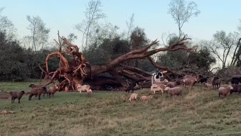 Fenômeno atingiu a cidade de Giruá, no noroeste do estado- foto Tamires Hanke/RBS TV