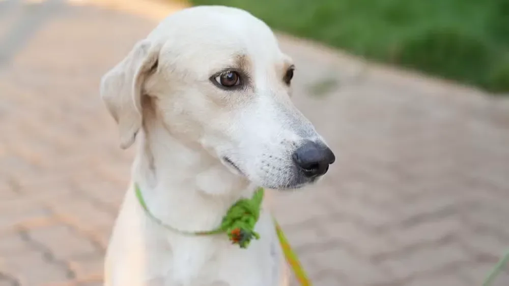 Cão Faraó 