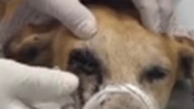 Crueldade contra animal é investigada em Alagoas. Um cachorro perdeu um dos olhos após ser atingido por um disparo de arma de pressão em União dos Palmares. 