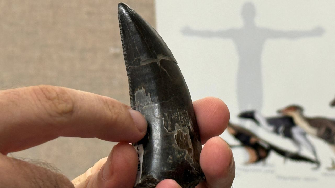 Análise de dentes fossilizados indica que o Tiranossauro rex mantinha temperatura corporal média de 36,3°C, próxima à dos humanos, e podia ser mais ativo do que se imaginava.